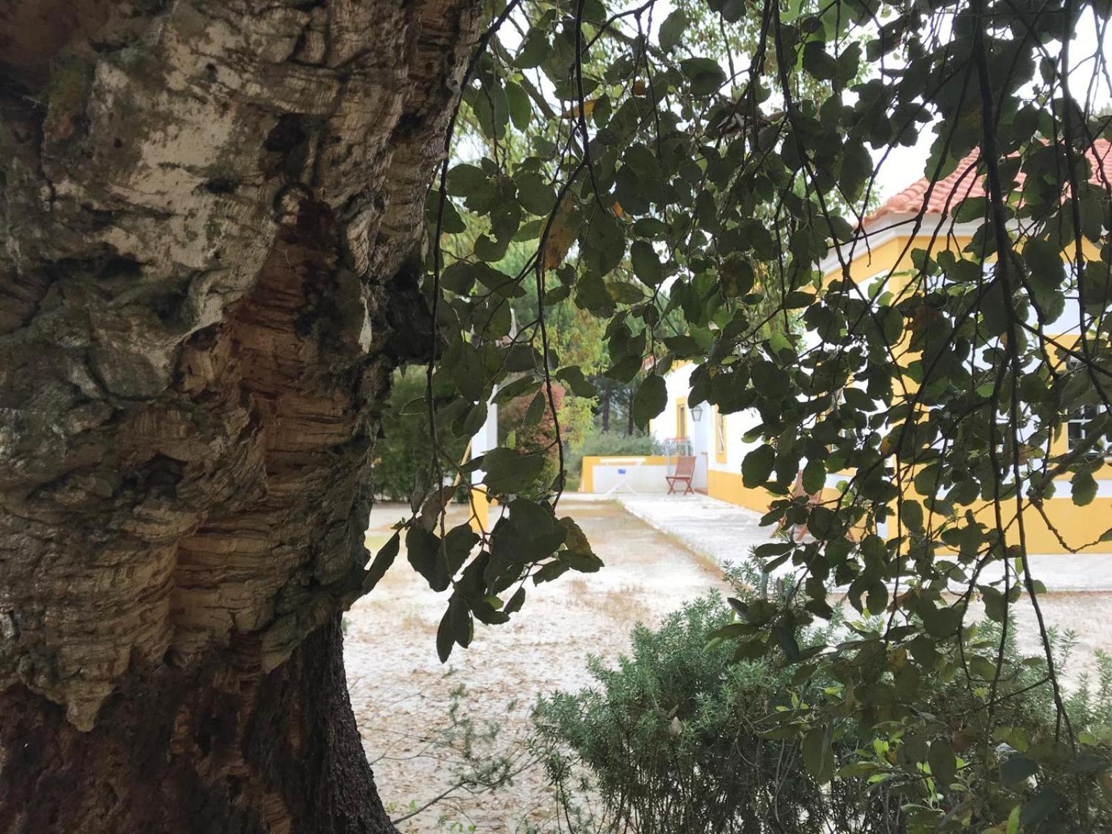 Herdade De Montalvo - Comporta Buitenkant foto